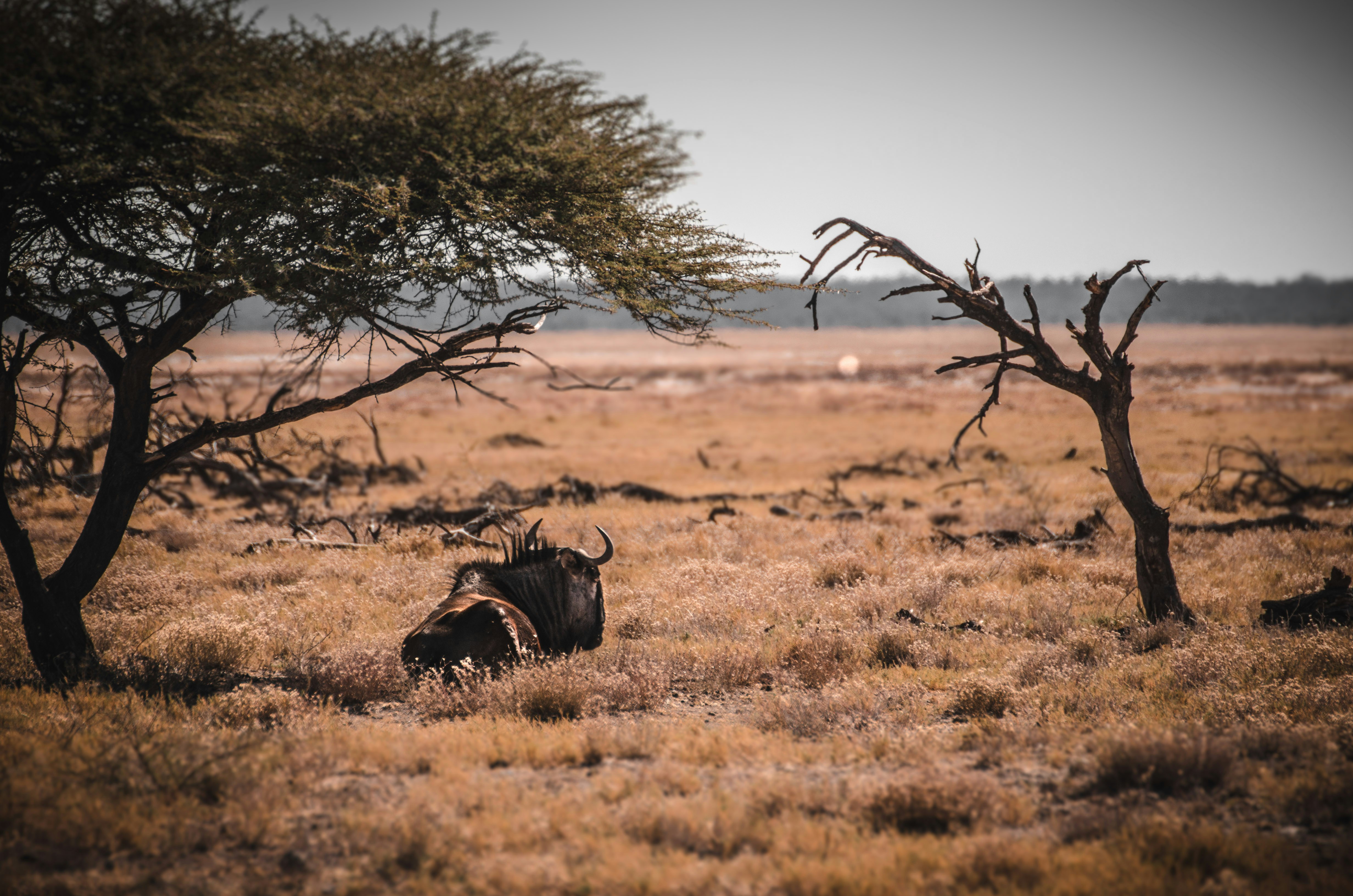 brown horse in brown field during daytime